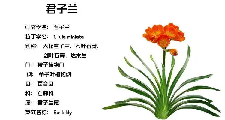 【精选】君子兰盆栽兰花苗君子兰大苗花卉盆栽宽叶君子兰室内君子兰