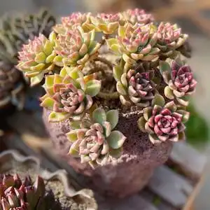 璀璨/多肉植物肉肉群生大颗好养多头爆盆阳台进口品种花卉包邮