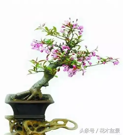 海棠花盆景的制作,养殖与栽培,养护方法