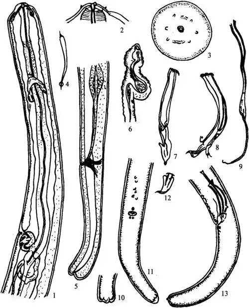 芬利阿克特线虫
