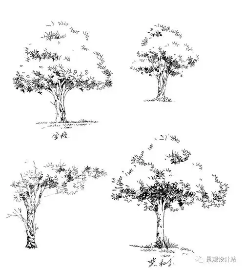 手绘景观树
