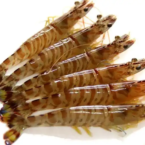 星农联合生鲜鲜活基围虾广东湛江海鲜水