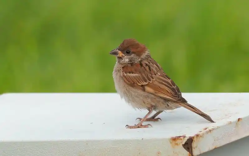 超可爱的小麻雀