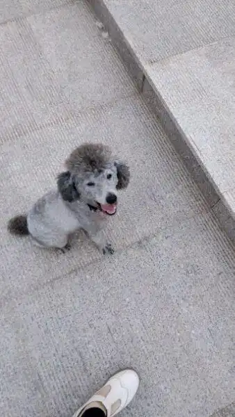 宝贝求助灰色泰迪借配