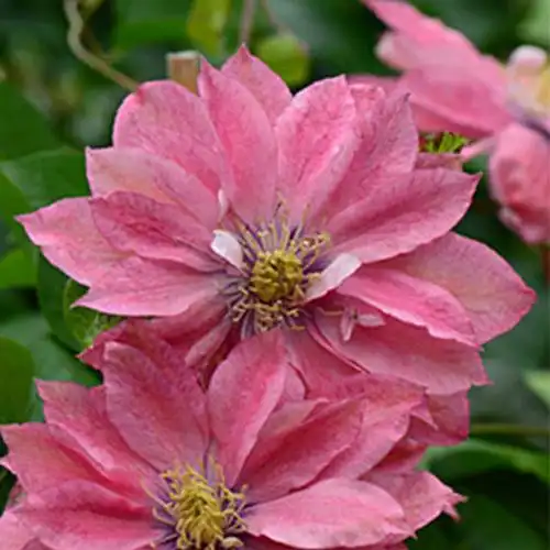 小花农月季铁线莲小美人鱼爬藤多花盆栽绿植庭院露台时令草本花卉