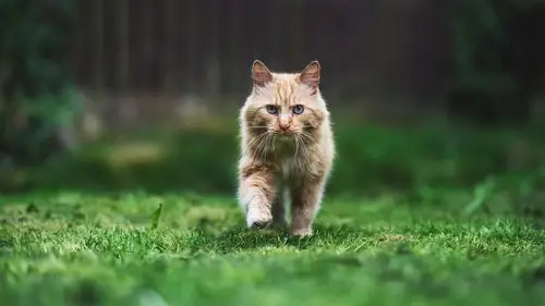 调皮可爱的猫咪图片桌面壁纸