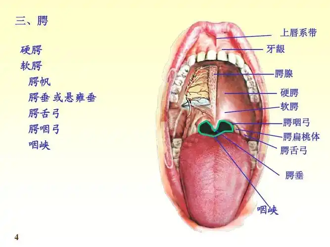 腭 上唇系带 硬腭 软腭 腭帆 腭垂 或悬雍垂 腭舌弓 腭咽弓 咽峡 牙龈