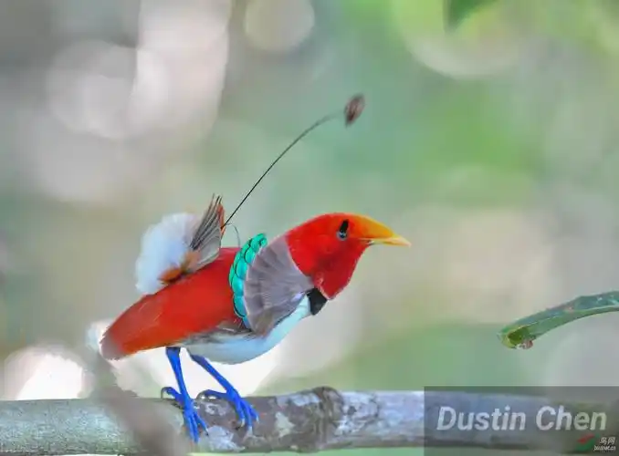 王极乐鸟求偶舞