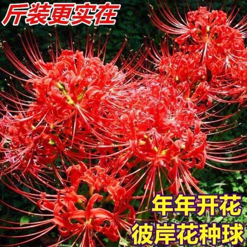 【年年开花】彼岸花种球 石蒜曼陀罗华曼珠沙华花卉种籽子多年生
