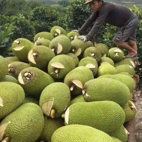 淘宝热榜之时令美食 菠萝蜜,数据化同款推荐!