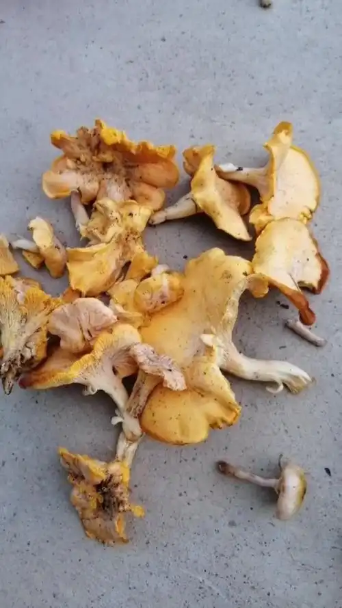 漂亮吧96,黄花蘑