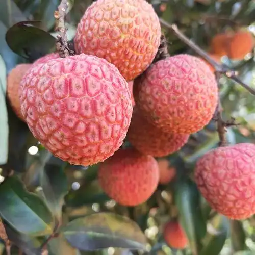 海南无核荔枝3斤礼盒