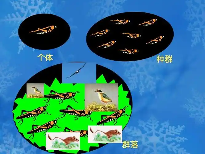 教学资料 个体 种群 群落
