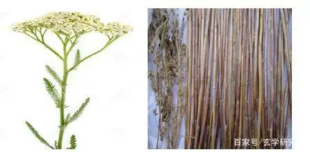 易经占卜—圆而神的蓍草和大衍之数五十