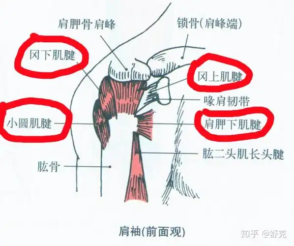 肩袖肌群由4块肌肉组成,分别是肩胛骨前面的肩胛下