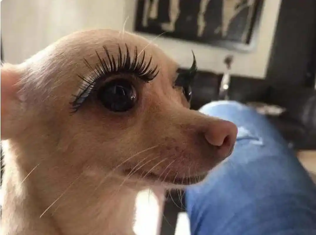 这年头,连狗狗也知道戴睫毛了.你们说爱美之心人皆有之是不是?