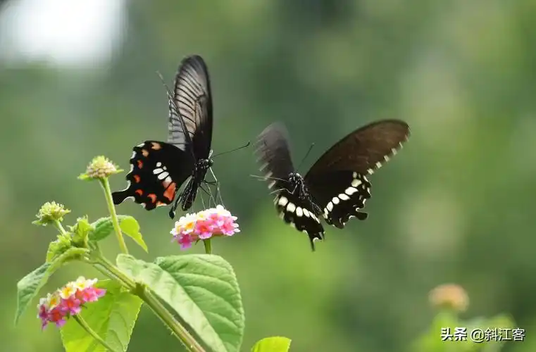 会飞的花之:双飞蝶双飞蝶是最能体现蝴蝶美感与爱情寓义的画面,它们成