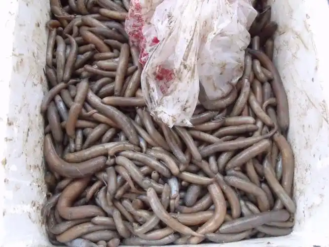 北海本地野生泥丁