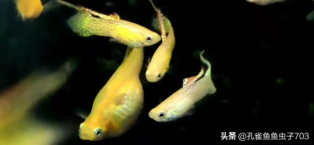 孔雀鱼多久繁殖一次时间规律及水温详解