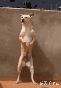 狗子摇摆-皮蛋表情包