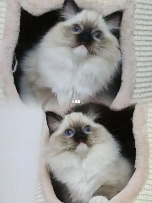 布偶猫手套花色大合集!