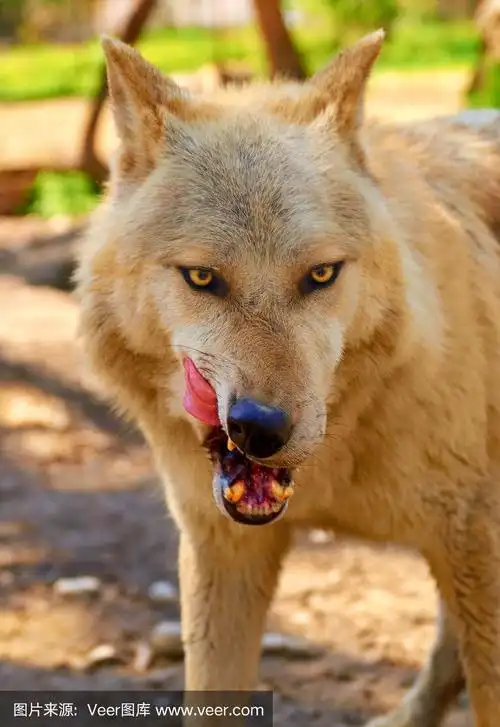 狼,饥饿的,垂直画幅,美,褐色