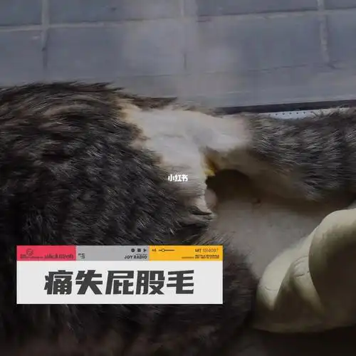 怎么噶蛋把屁股毛都剃了啊