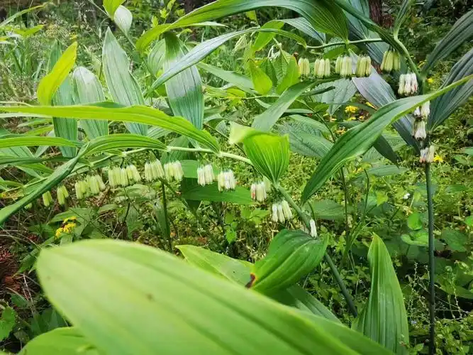 姜形黄精 多花黄精鲜品