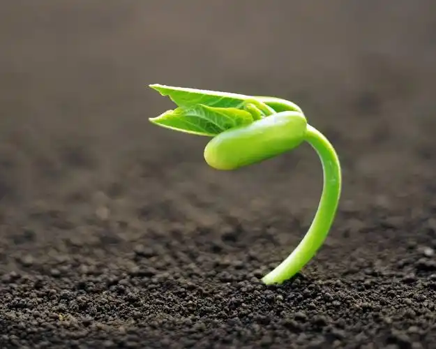 种子发芽,春天 640x1136 iphone 5/5s/5c/se 壁纸,图片,背景,照片