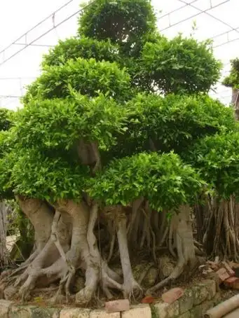 引用 引用 经典观根盆景