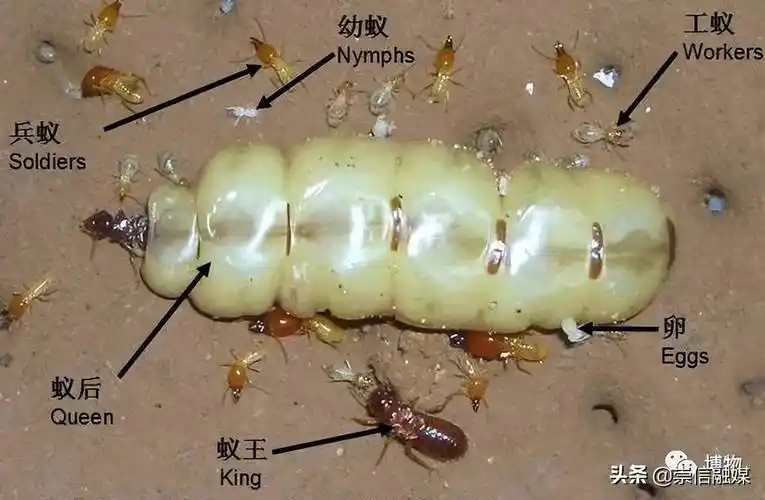 白蚁:我信!_繁殖_蚂蚁_工蚁