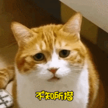 萌宠猫星人不知所措呆萌可爱gif动图_动态图_表情包下载_soogif