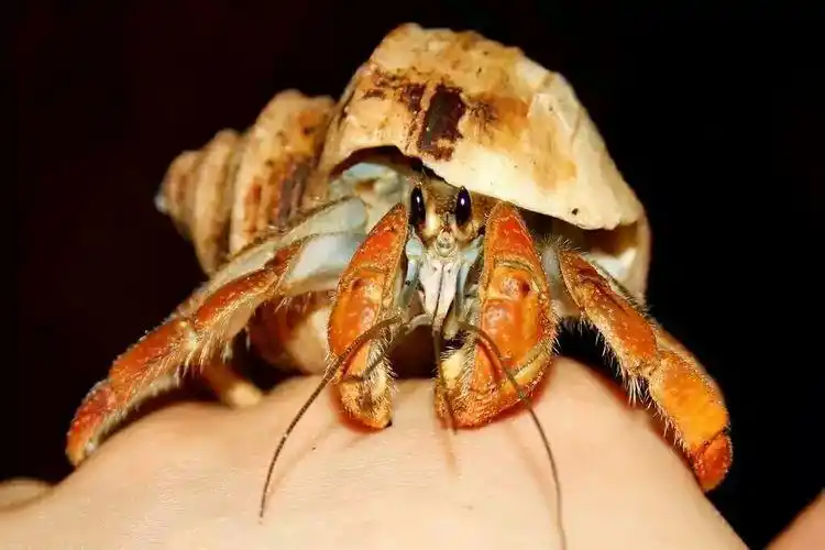 这种海鲜叫『海怪』