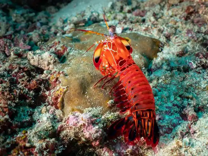 虾,海洋动物 iphone 壁纸