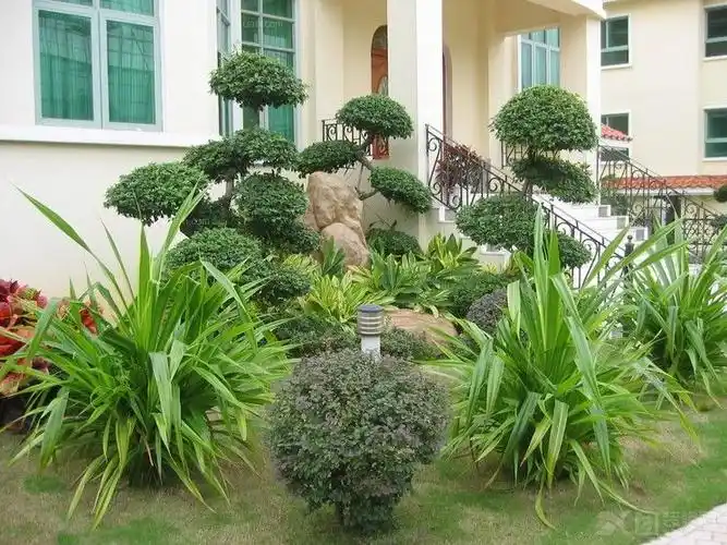 别墅绿化养护绿色植物栽种知识