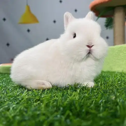 侏儒兔子活体小型迷你海棠凤眼西施茶杯兔长不大宠物垂耳兔子活物