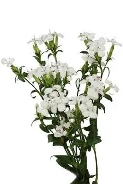 白孔雀草株高约1米,枝条柔软,叶片细小翠绿线状披针形,互生;花白色