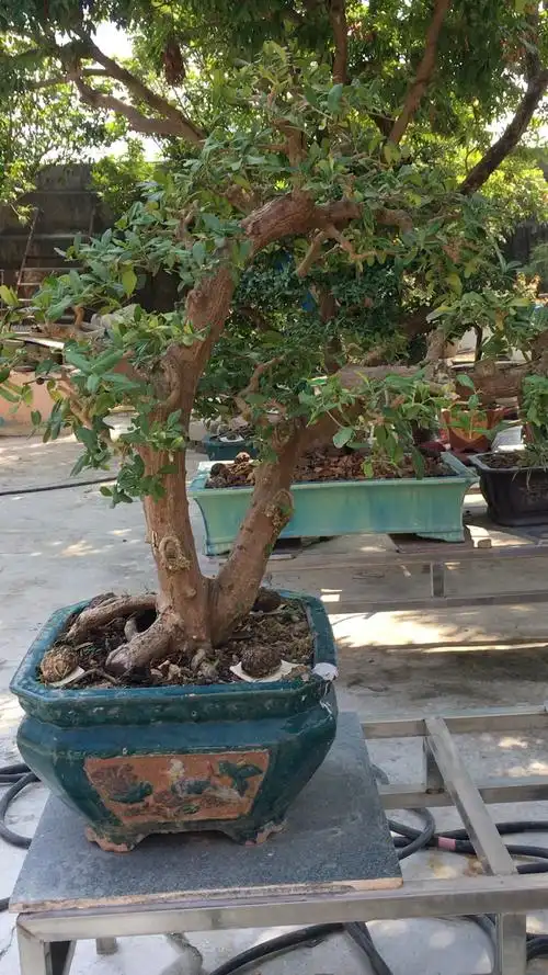 岭南东风桔盆景