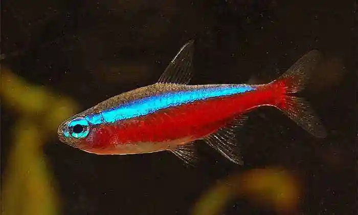 宝莲灯鱼简笔画