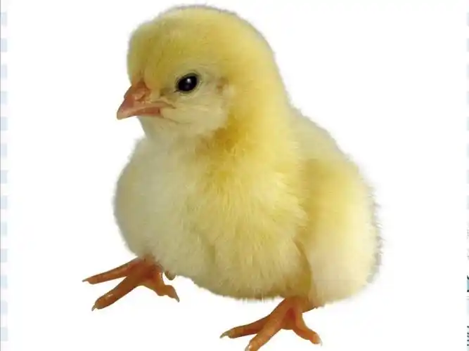 小鸡宝宝