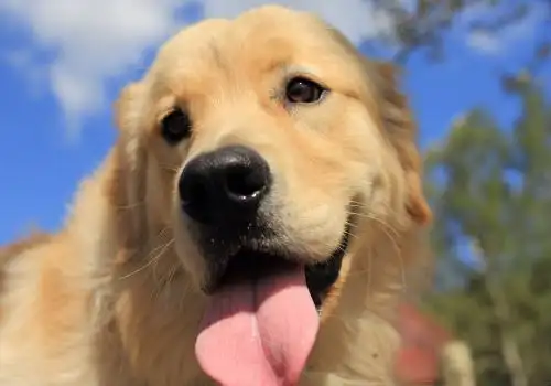 金毛犬价格多少钱一只?该如何挑选它?