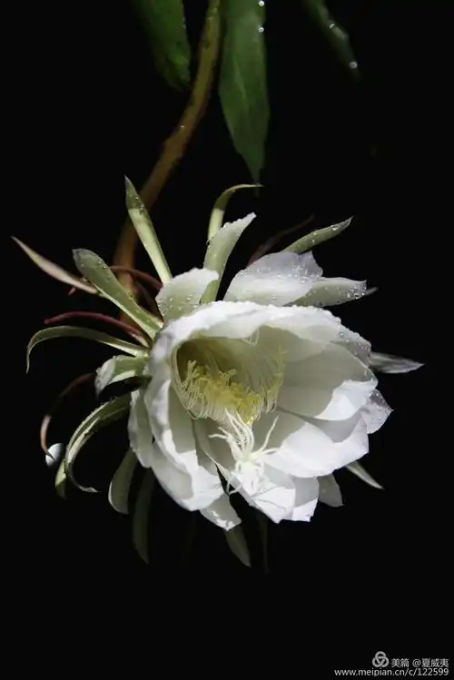 又名琼花,月下美人,昙华,月来美人,夜会草,鬼仔花,韦陀等,昙花花语是