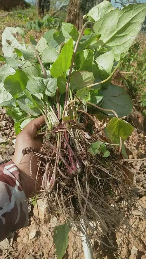 马蹄香苗 马蹄香(蜘蛛香)种苗
