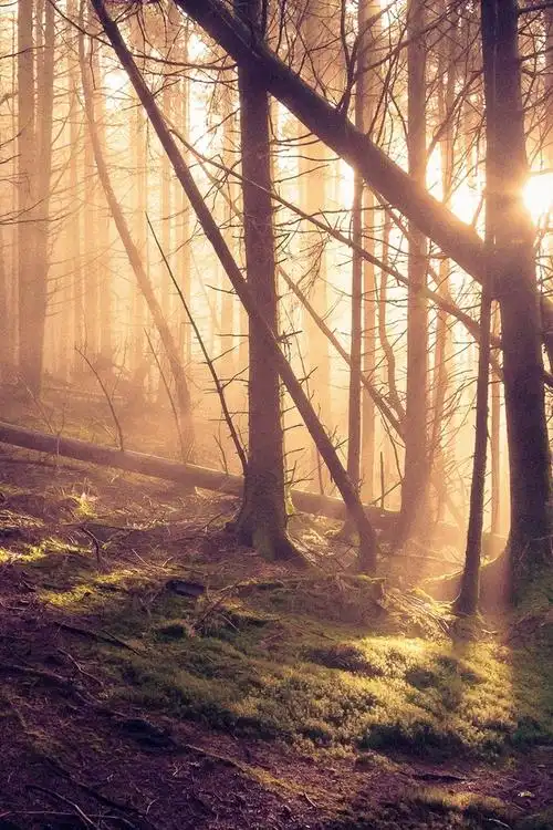 大自然森林唯美景色图片高清手机壁纸第二辑_风景_手机壁纸下载_美桌