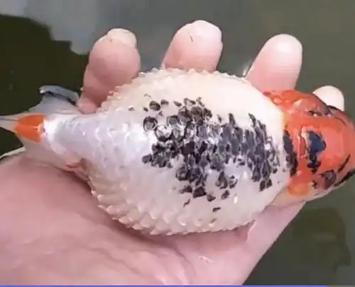 金鱼炸鳞了这可怎么办