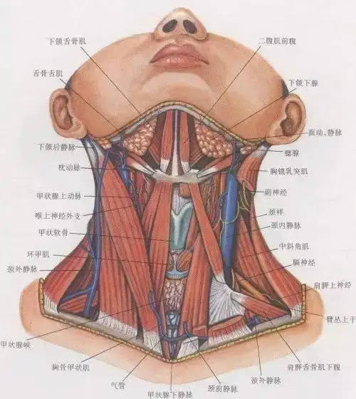 颈部有哪些肌肉血管和神经
