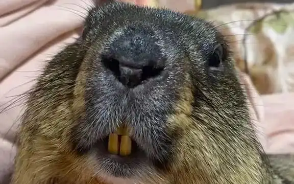 【土拨鼠】一只呆呆傻傻的土拨鼠!大龅牙也太可爱了!