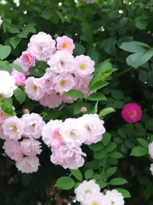 一栏蔷薇述心语,人生如花似流年!