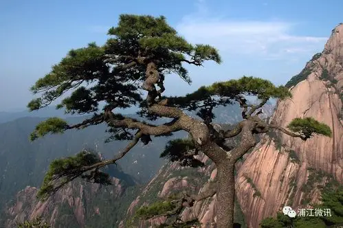 京西又见凌云木