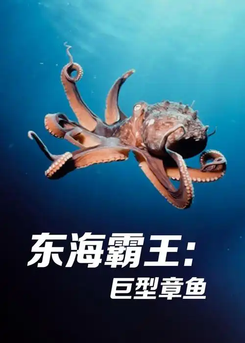东海霸王:巨型章鱼